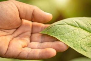 mano de agricultor tocando la hoja del árbol del tabaco al amanecer o al atardecer. planta en crecimiento y concepto de cuidado foto