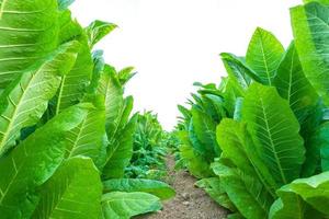 Tobacco plant in the field at Sukhothai province, Northern of Thailand. Field of tobacco isolated on white background photo