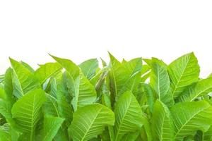 planta de tabaco en el campo en la provincia de sukhothai, al norte de tailandia. campo de tabaco aislado sobre fondo blanco foto