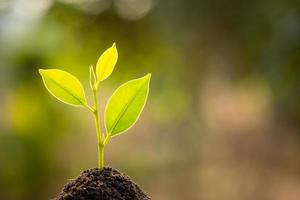 Green sprout growing in soil with outdoor sunlight and green blur background. Growing and environment concept photo