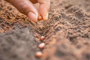 mano de granjero plantando semillas marrones en el suelo. concepto de crecimiento y medio ambiente foto