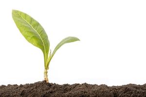 Green sprout growing in soil isolated on white  background. Growing and environment concept photo