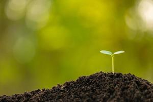 Green sprout growing in soil with outdoor sunlight and green blur background. Growing and environment concept photo