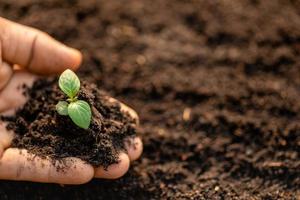 Close up hand holding young green tree sprout and planting in soil photo