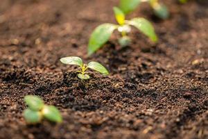 Green sprout growing in soil with outdoor sunlight and green blur background. Growing and environment concept photo