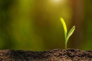 Green sprout of corn tree growing in soil with outdoor sunlight and green blur background. Agriculture, Growing or environment concept photo