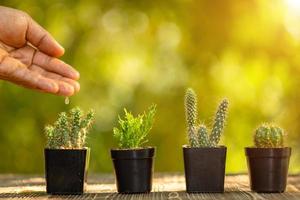 Hand watering to set of mini cactus in black plastic planting pot on wooden table, Green nature blur background photo