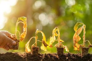 Dead young plant Tobacco Tree in dry soil on green blur background. Environment concept with empty copy space for text or design photo