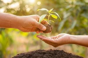 Close up hand holding young green tree sprout and planting in soil photo