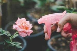 Hand holding water bottle and spray to pink bloom rose in garden. Home gardening concept photo