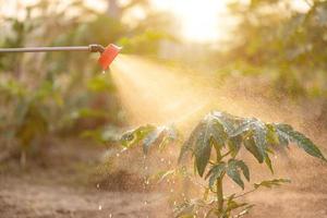 gente rociando agua o fertilizante a un árbol joven en el jardín foto