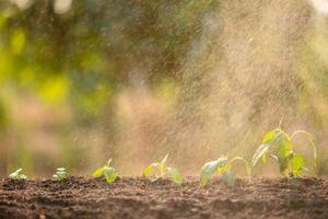 Green sprout growing in soil with outdoor sunlight and green blur background. Growing and environment concept photo