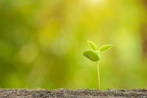 Green sprout growing in soil with outdoor sunlight and green blur background. Growing and environment concept photo