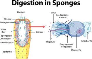 Diagram showing digestion in sponges vector