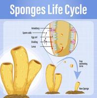 diagrama que muestra el ciclo de vida de las esponjas vector