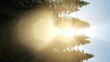 zonnestralen door bomen video