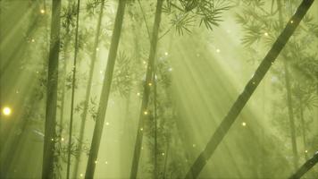 forêt de bambous asiatique avec temps de brouillard du matin video