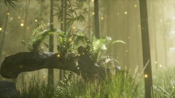 horizontally bending tree trunk with ferns growing, and sunlight shining video