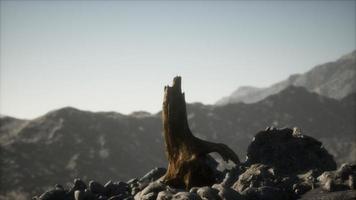 Dead pine tree at granite rock at sunset video