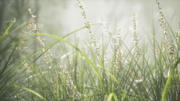 champ de fleurs d'herbe avec lumière douce du soleil pour le fond. video