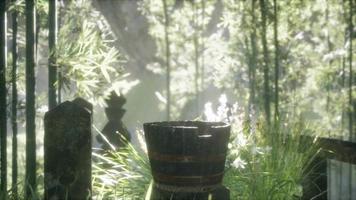 bosque de bambú de japón y hierba de pradera verde con luz natural video