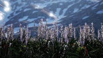 campo di lavanda con cielo blu e copertura montuosa con neve video