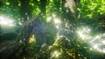schilderachtig bos van verse groene loofbomen omlijst door bladeren video