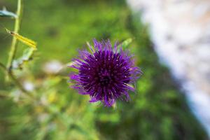 2021 09 05 Selva di Progno thistle photo