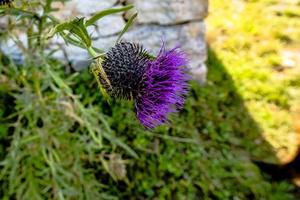 2021 09 05 Selva di Progno thistle 2 photo