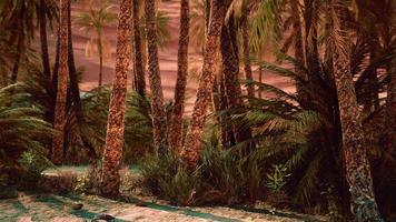 palm trees in the Sahara desert video