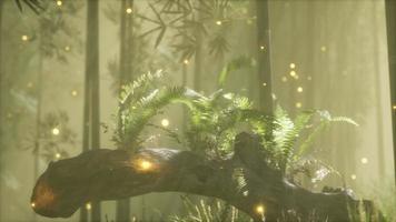 horizontally bending tree trunk with ferns growing, and sunlight shining video