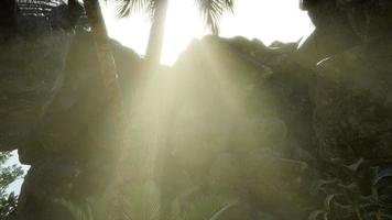 Big Palms in Stone Cave with Rays of Sunlight video