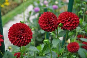 flor de dalia roja foto