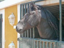 Horse aka Equus ferus caballus subspecies of Equus ferus photo