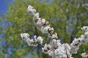 cherry tree flower photo