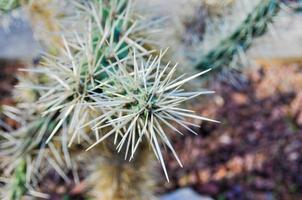 Cactus spiny succulent plant of family Cactaceae photo