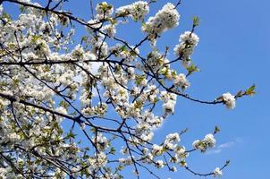 Cherry tree flowers, plant of genus Prunus photo