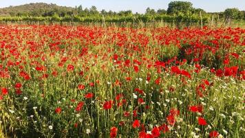 red papaver flower photo