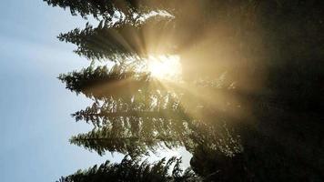 lumière du matin et brouillard dérivant à travers les arbres video