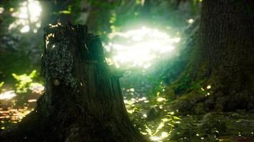 Sunlight rays pour through leaves in a rainforest video