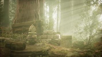 Hoary ruins of ancient city in pine forest video