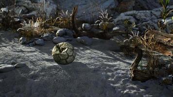 una vieja pelota de fútbol rota tirada yace en la arena de la playa del mar video