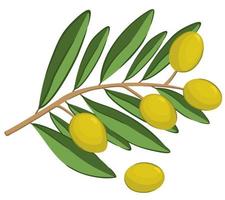 Vector isolated illustration of olive branch.