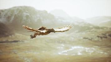 extreme slow motion shot of eagle