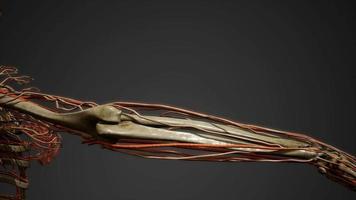 Anatomie des vaisseaux sanguins du corps humain video