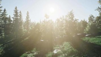 gezonde groene bomen in een bos video