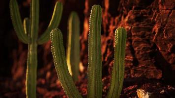 cactus in de woestijn van arizona in de buurt van rode rotsstenen video