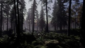 luce della luna sopra gli abeti della foresta magica e misteriosa della notte video