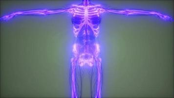 cuerpo humano transparente con huesos visibles video