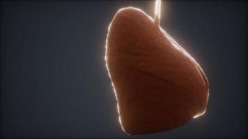 loop 3d rendered medically accurate animation of the human lung video